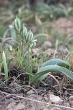 Tulipa bifloriformis