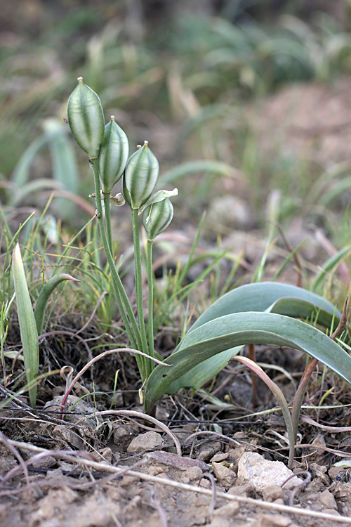 Image of Tulipa bifloriformis specimen.