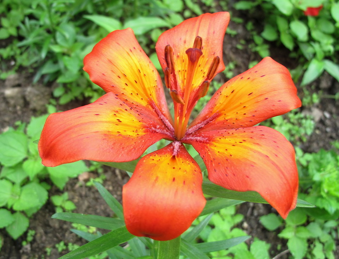 Image of Lilium pensylvanicum specimen.