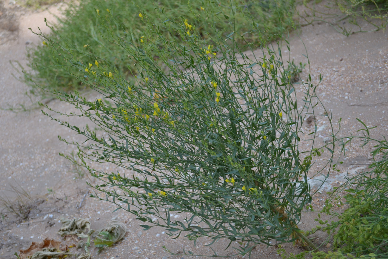 Image of Linaria genistifolia specimen.