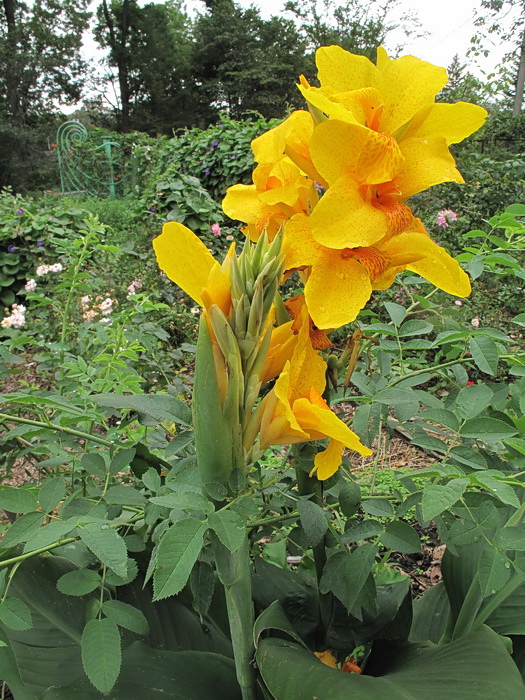 Image of genus Canna specimen.