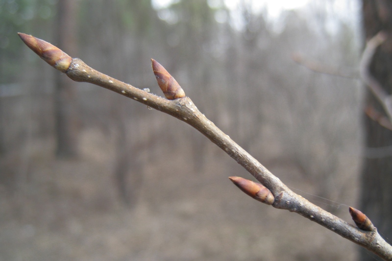 Image of Ulmus laevis specimen.