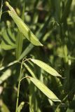 Lathyrus sylvestris. Плоды. Карельский перешеек, окр. Сертолово. 07.08.2009.