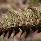 Polystichum lonchitis. Часть нижней поверхности листа с группами спорангиев (сорусами). Мурманская обл., окр. г. Мурманск, дно ущелья, мелкозёмистая осыпь, травяной березняк. Начало июня.