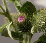Arctium minus. Развивающееся соцветие. Германия, г. Кемпен, у дороги. 10.09.2012.