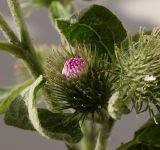 Arctium minus