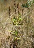 Veronica prostrata. Плодоносящее растение. Днепропетровская обл., Павлоградский р-н, окр. с. Булаховки, степь. 05.07.2012.