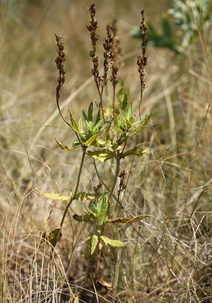 Image of Veronica prostrata specimen.