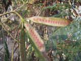 Leucaena leucocephala. Часть веточки с незрелыми плодами. Израиль, г. Беэр-Шева, городская черта. 27.11.2012.