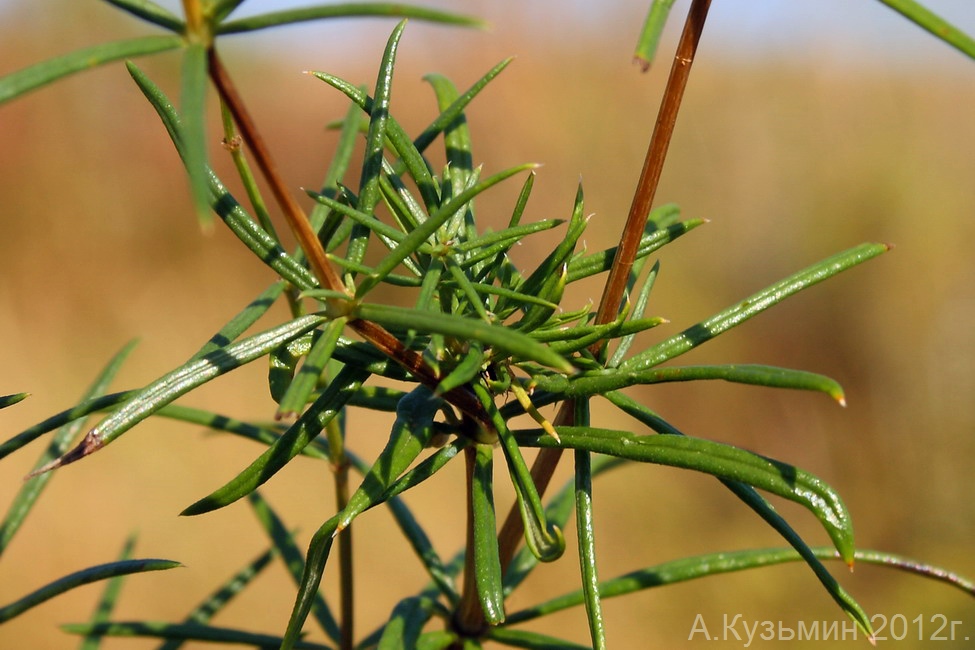 Изображение особи Galium glabratum.