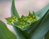 Bupleurum lancifolium