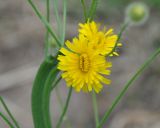 Tolpis virgata