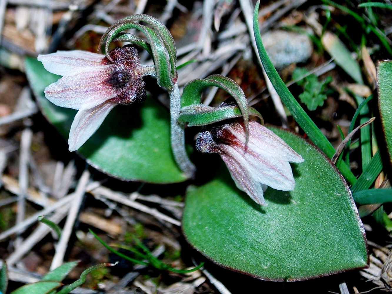 Изображение особи Rhinopetalum stenantherum.