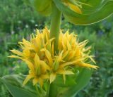 Gentiana lutea