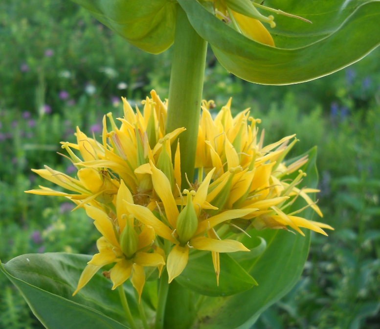 Изображение особи Gentiana lutea.