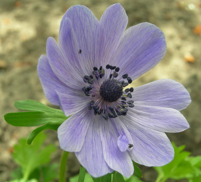 Image of Anemone coronaria specimen.