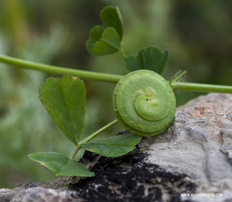 Image of Medicago orbicularis specimen.