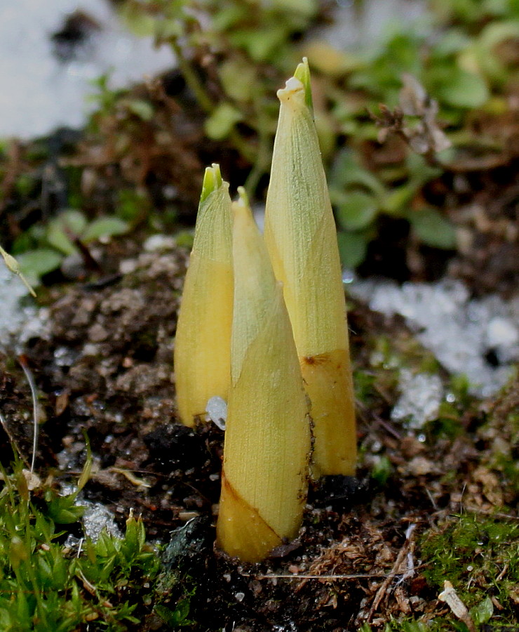 Image of Crocus chrysanthus specimen.