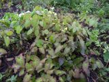 Epimedium pinnatum