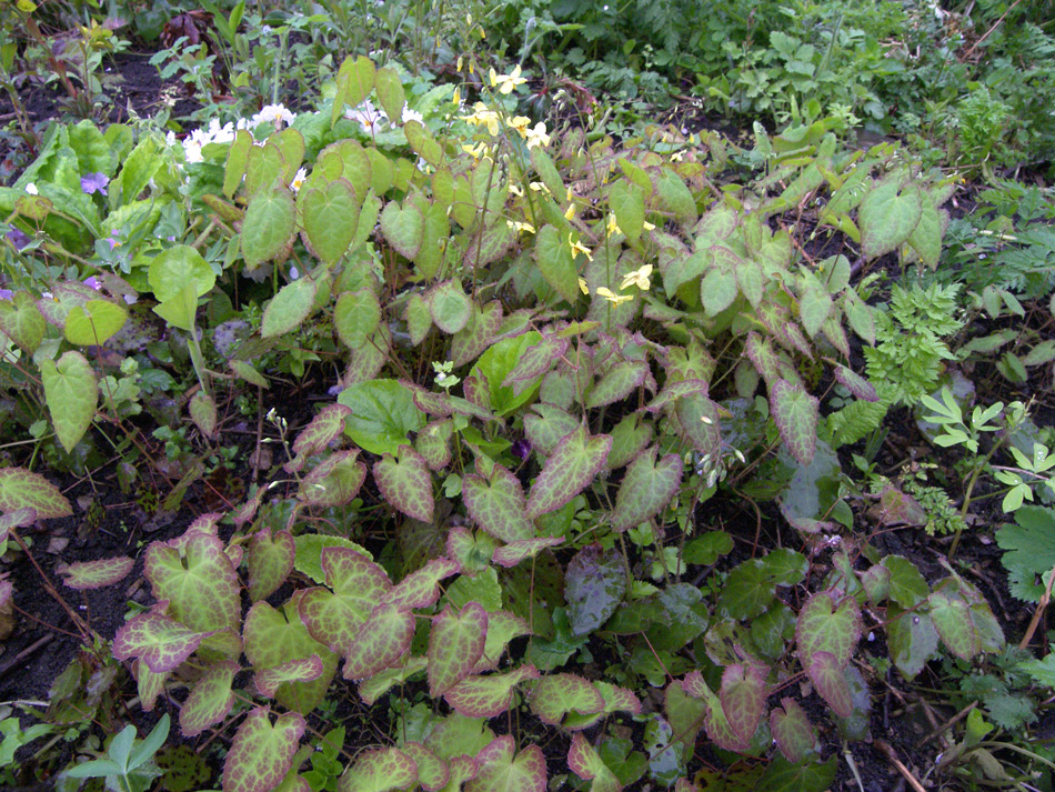 Изображение особи Epimedium pinnatum.