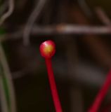 Grevillea longistyla