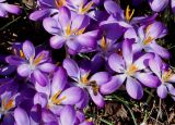 Crocus tommasinianus