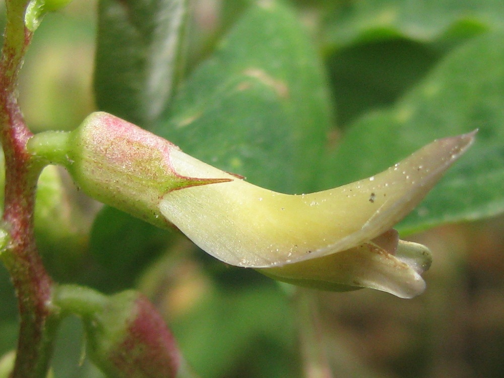 Изображение особи Astragalus glycyphyllos.