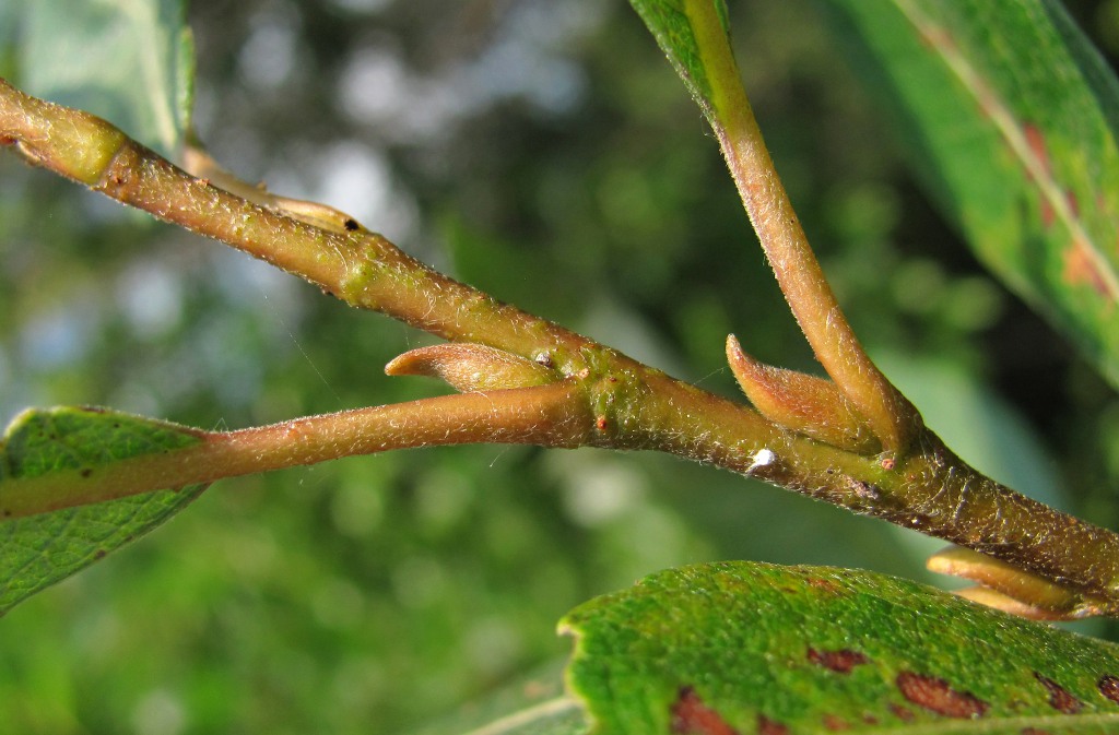 Изображение особи Salix × tetrapla.