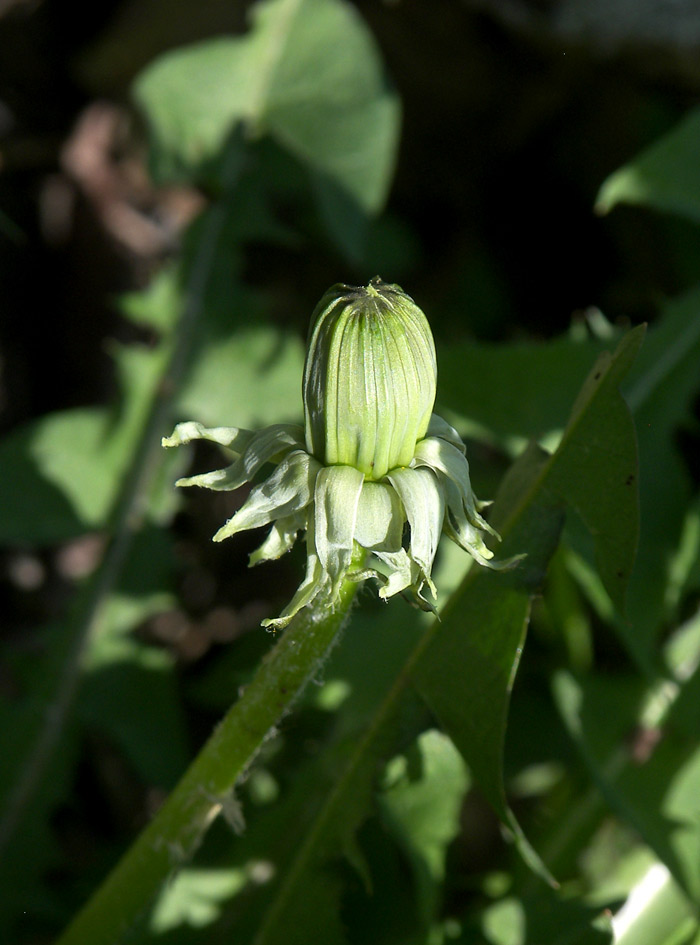 Image of genus Taraxacum specimen.