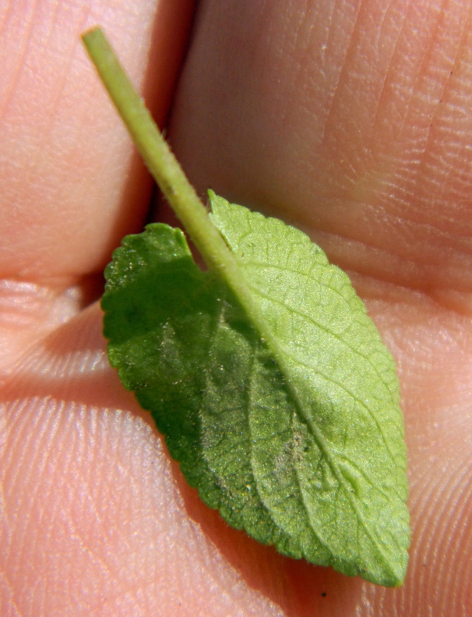 Image of Viola hirta specimen.