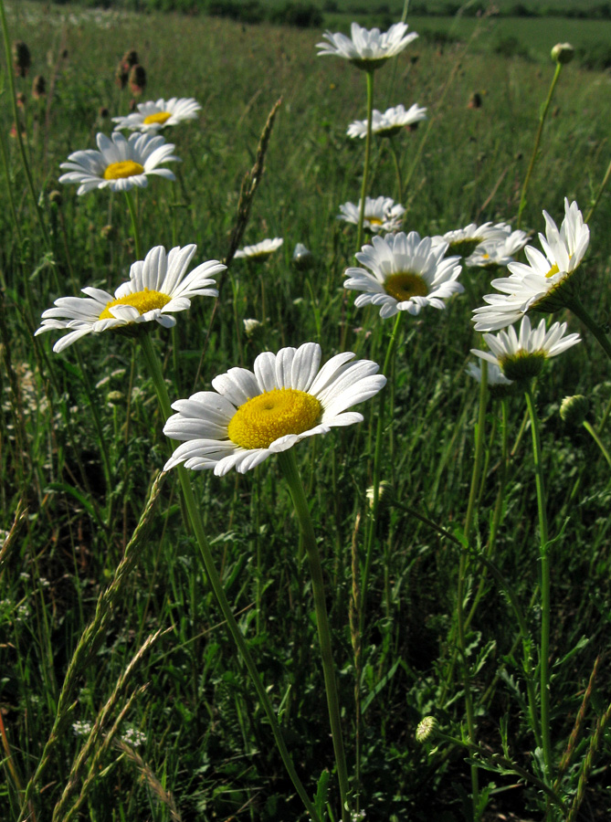 Изображение особи Leucanthemum ircutianum.