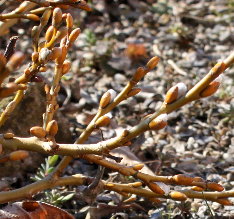 Изображение особи Salix helvetica.