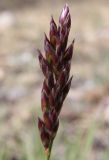 Festuca sibirica