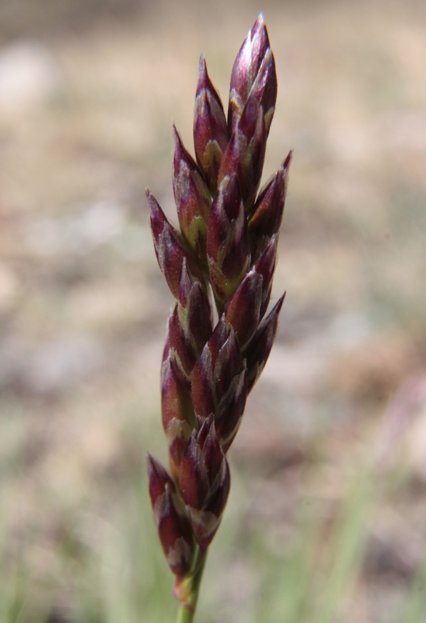 Изображение особи Festuca sibirica.