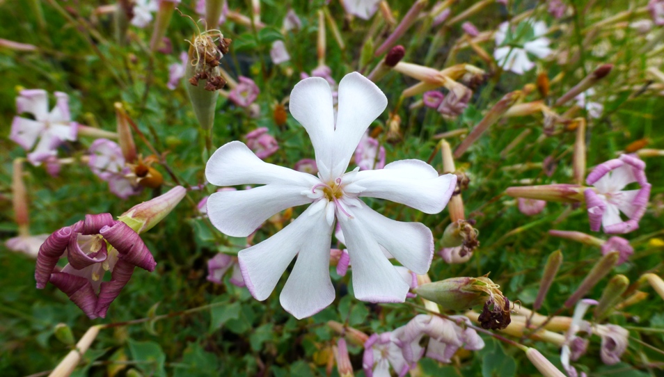 Изображение особи Silene chlorifolia.