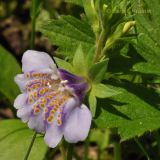 Mazus stachydifolius. Два (три?) сросшихся цветка. Приморский край, Уссурийский гор. округ, окр. с. Монакино, опушка лиственного леса. 22.06.2013.
