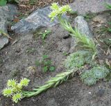 Sempervivum variety borisii