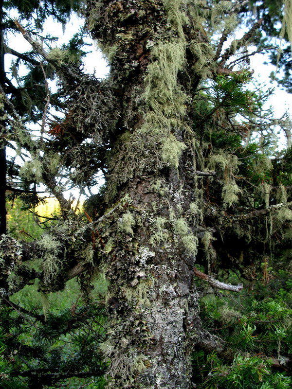 Image of Abies sibirica specimen.
