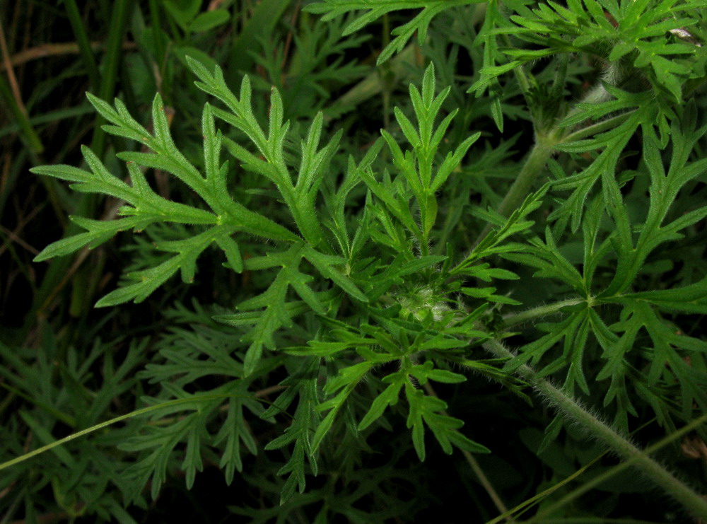 Image of Erodium stephanianum specimen.