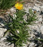 Inula ensifolia. Цветущее растение. Краснодарский край, гора Папай восточный. 07.07.2013.