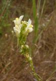 Linaria biebersteinii. Соцветие с цветками и завязавшимися плодами. Украина, Запорожская обл., Мелитопольский р-н, недалеко от пгт Мирное, Национальный историко-археологический заповедник \"Каменная Могила\". 06.08.2013.