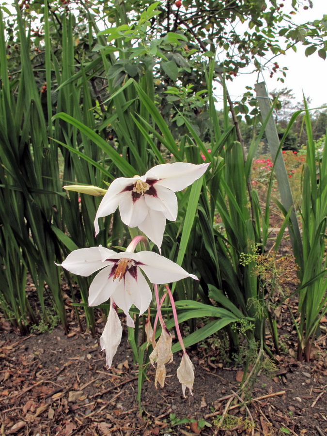 Изображение особи Gladiolus murielae.