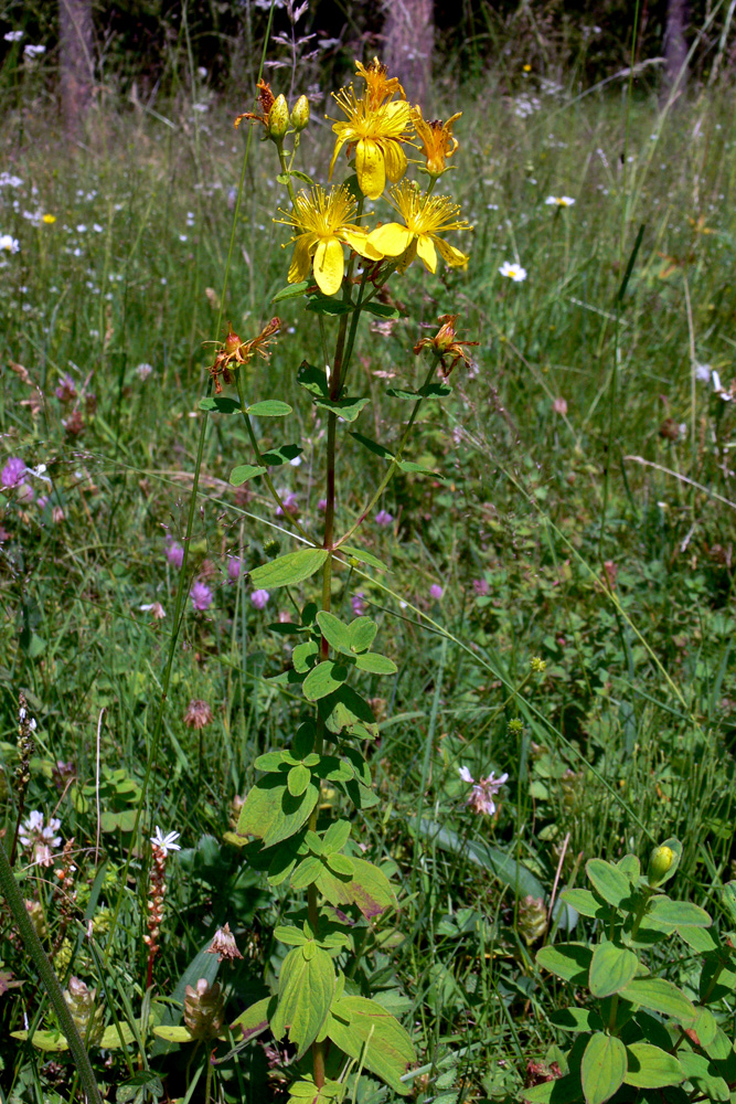 Изображение особи Hypericum maculatum.