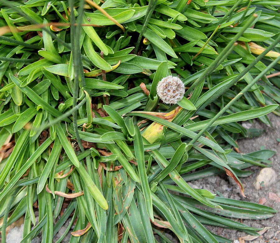 Image of Armeria transmontana specimen.