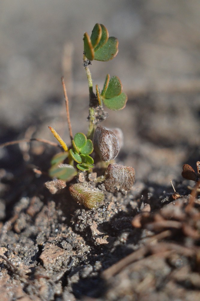 Image of Marsilea aegyptiaca specimen.