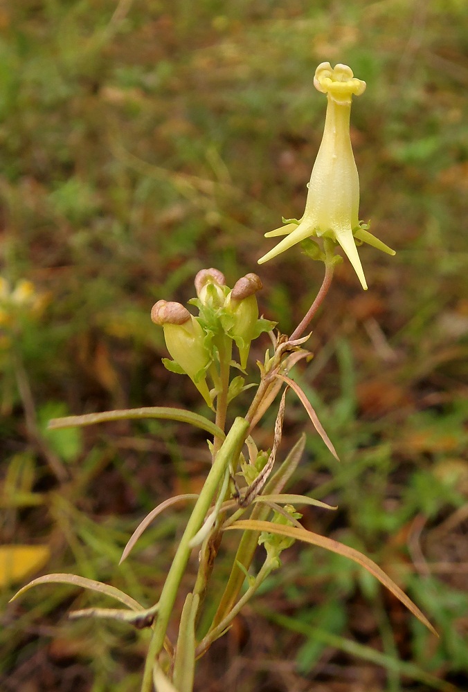 Изображение особи Linaria biebersteinii.