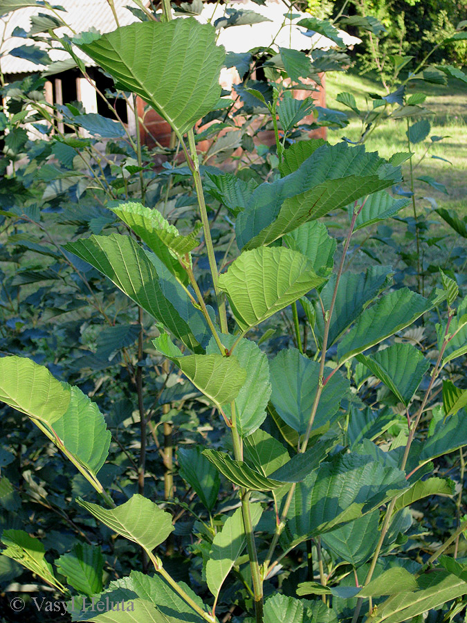 Image of Alnus &times; pubescens specimen.