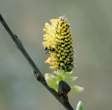 genus Salix