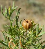 Image of taxon representative. Author is Евгений Спиваковский