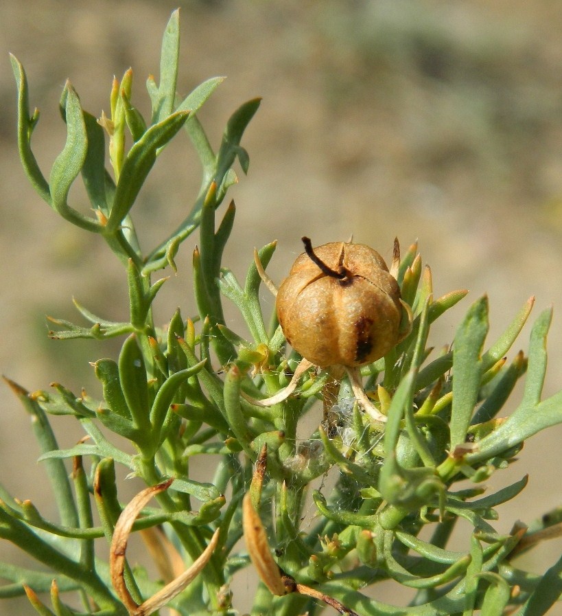 Image of Peganum harmala specimen.